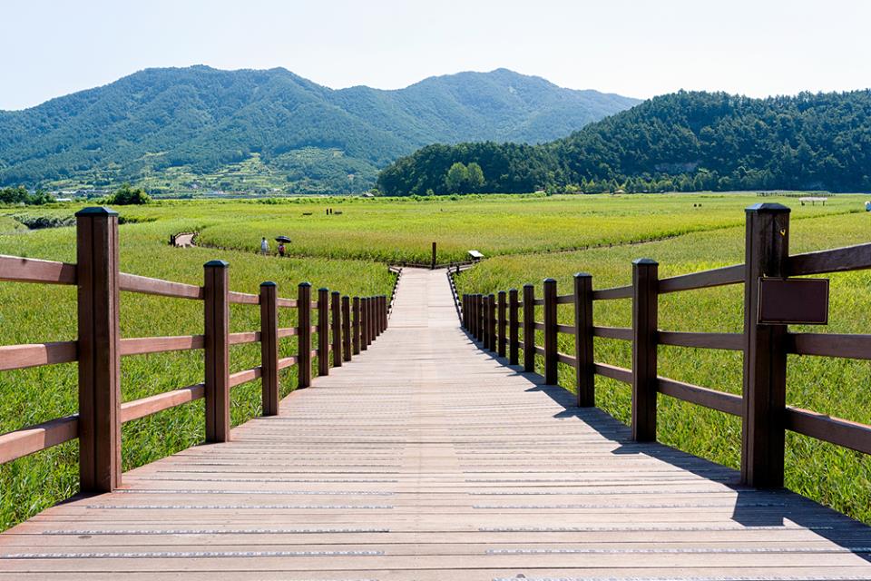 LES MARAIS DE LA BAIE DE SUNCHEON Corée du Sud