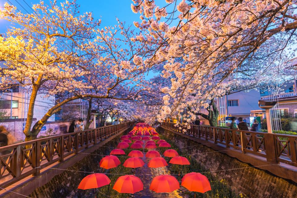 le festival des cerisiers en fleurs de Jinhae Corée du Sud