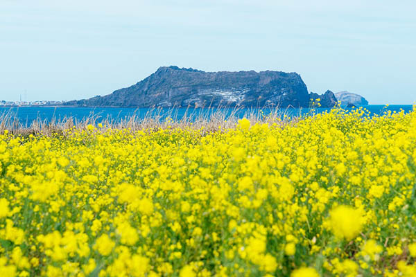 jeju volcan coree tour