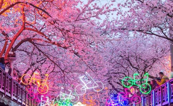 Festival des cerisiers en fleurs de Jinhae Corée du Sud