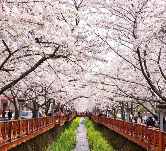 Cerisiers en fleurs de Jinhae Corée du Sud