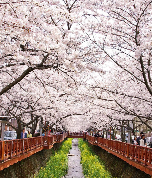 Cerisiers en fleurs de Jinhae Corée du Sud