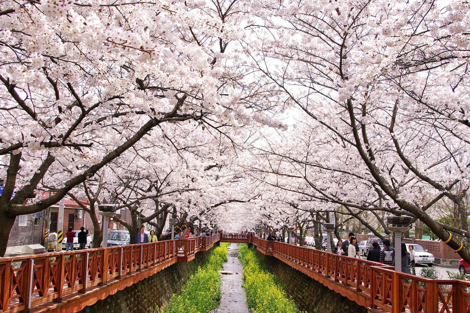 Cerisiers en fleurs de Jinhae Corée du Sud