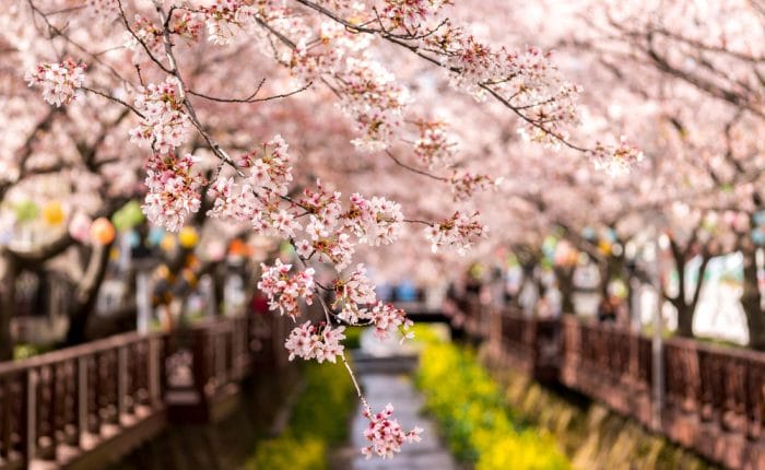 Cerisiers en fleurs Jinhae Corée du Sud