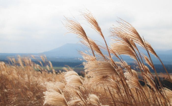 Paysage Corée du Sud