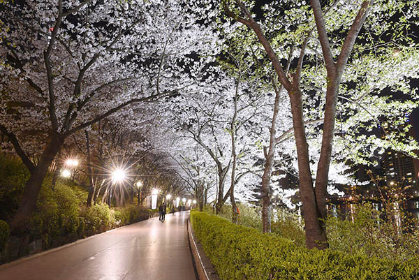 Yeouido seoul cerisier