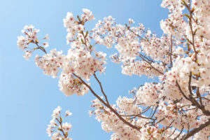blog voyage coree sud cerisier fleurs