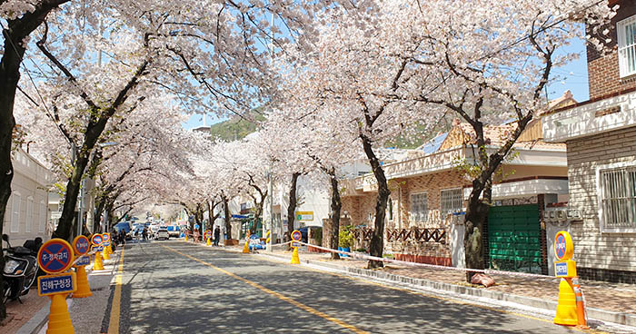 cerisiers corée du sud jinhae ville