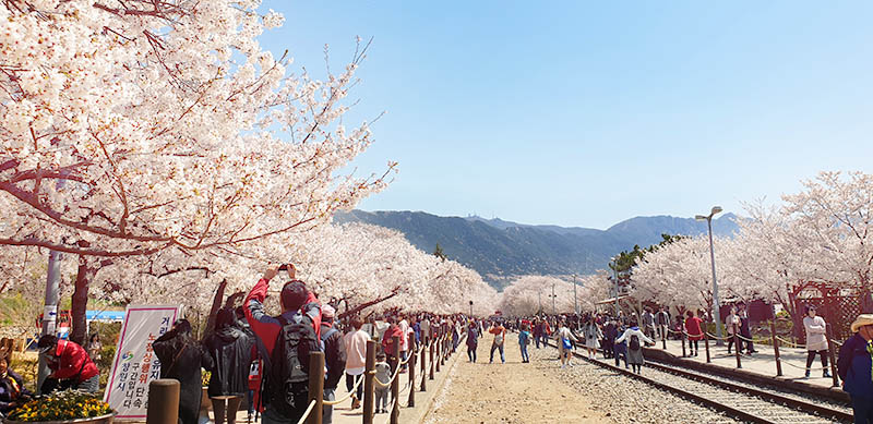 cerisiers jinhae