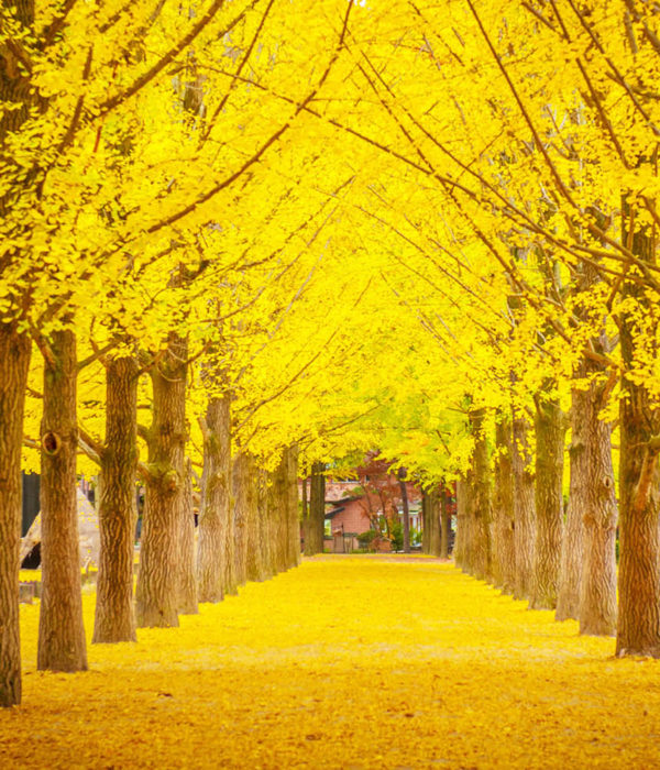 nami island