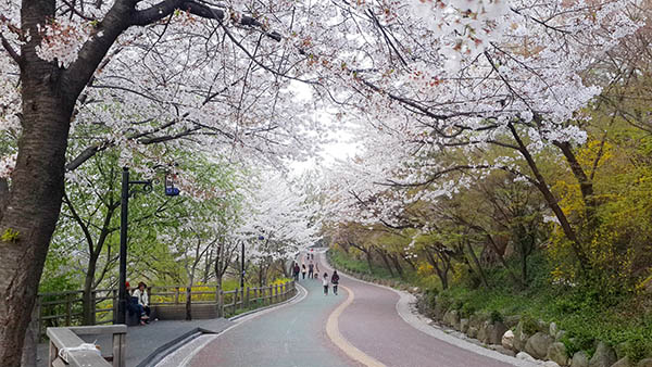 namsan cerisier