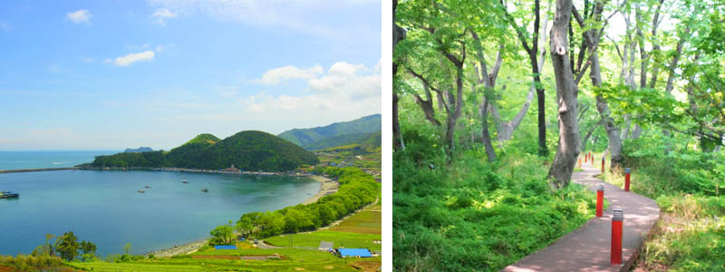 Namhae_mulgeon foret