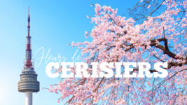 voyager en coree du sud avec Capcorée et découvrir les cerisiers en fleurs rose au printemps avec la tour.